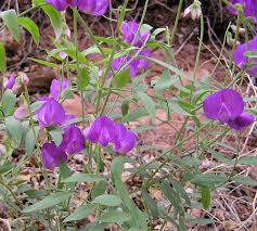 Image result for Lathyrus hygrophilus