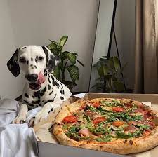 pin by behiye on animals aesthetic food food pretty food