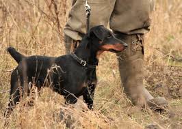 sobaki dlya ohoty obzor luchshih porod blog vetkliniki belanta