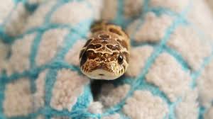 Adorable smallest snake in the world. Googled Cutest Snake In The World Album On Imgur