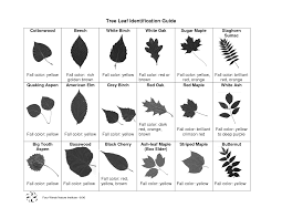 Tree Id Tree Leaf Identification Leaf Identification Oak