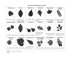 tree id tree leaf identification leaf identification oak