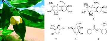 Image result for Monanthotaxis trichocarpa