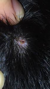 It is actually very simple to pull a tick off a dog or cat. Scab On Dog After Tick Bite