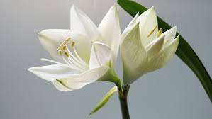 Adding similar floral touches throughout the church will give the entire venue a beautifully coordinated appearance that sets the mood for a magical, romantic event.along with altar flowers, couples should investigate: How To Decorate A Church Altar With Traditional Easter Flowers Rachel Cho