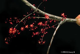 Image result for Sorindeia