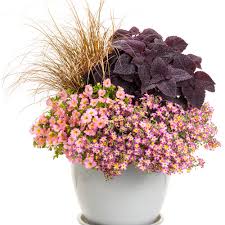 Image result for Jamesbrittenia