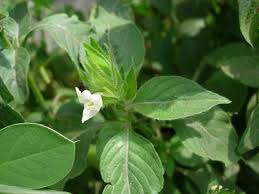 Image result for Asystasia mysorensis