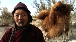 The last camel to calve this season has a protracted labor that persists for two days. The Story Of The Weeping Camel Byambasuren Davaa Luigi Falorni 2003 Movie Review By Mandibil Steemit