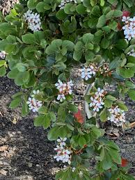 Image result for Habenaria tweedieae