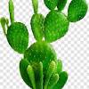 Cacti also evolved green stems which took over the photosynthetic tasks. 1