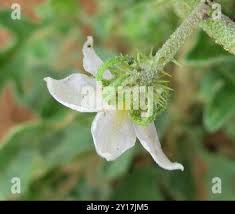 Image result for Solanum supinum