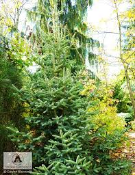 Maybe you would like to learn more about one of these? Abies Pinsapo Aurea
