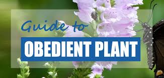 Blonde ambition blue grama grass (bouteloua gracilis blonde ambition pp#22,048) is a native ornamental grass with a completely new look. How To Plant Grow Obedient Plant Physostegia Virginiana Pond Informer
