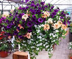 Hanging Baskets Hanging Flower Baskets Plants For Hanging Baskets Container Gardening Flowers
