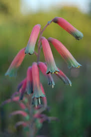 Image result for Chlorophytum colubrinum