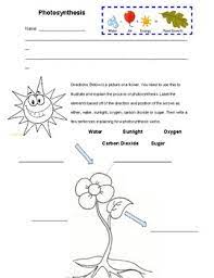 Photosynthesis lab answers since the pigments are in the lumen of the vacuole you must use an aqueous solvent to extract them. Photosynthesis Information And Practice Worksheet By Science Teacher 104
