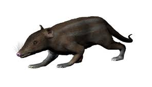 All members of carnivora were originally adapted to hunt and eat meat. Eutheria Wikipedia