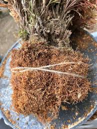 いわひばの植え替えと改作 | ヒバsukiのいわひば・イワヒバ