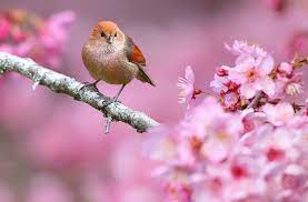 Looking for the best wallpapers? Wallpaper Birds Animals Depth Of Field Pink Flowers Nature Branch Cherry Blossom Spring Flower Plant Flora Petal Fauna Perching Bird Produce Close Up Macro Photography Old World Flycatcher 1920x1263 Px 1920x1263