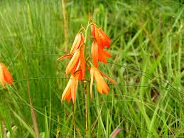 Image result for Orthochilus