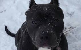 Our local pitbull puppies for sale are available and purebred pitbull puppies for sale near me 22 Black Pitbull Dog Names The Paws