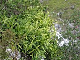 Image result for Oleandra distenta