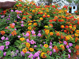 Annual Texas Lantana Http Www Txsmartscape Com Plant Search Plant Photos 394 2 F Jpg Sun Plants Full Sun Plants Southern Garden