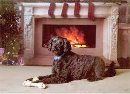 The giant schnoodle is a hybrid or mixed breed the result of a standard poodle breeding with a giant schnauzer. Debs Doodles