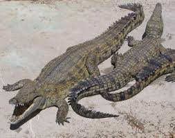 5 m or 16 ft) and the walrus. Nile Crocodile Wikipedia