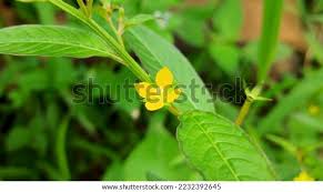 Image result for Ludwigia erecta