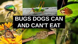 The bezoar is so hard that it's not able to pass through the dog's digestive tract. Can Dogs Eat Bugs Insects Your Dog Can And Cannot Eat