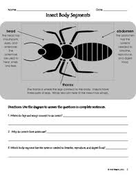 Human body, the physical substance of the human organism. Insect Body Parts Diagram Worksheet By Heidi S Teaching Toolbox