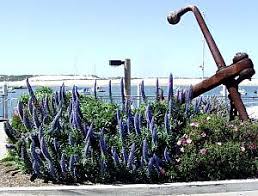 Image result for Echium