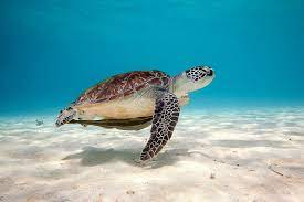 Elephant and turtle, turtle snorkeling in akumal, mexico, colorful underwater world, turtle near maldives, underwater sea turtle hd, funny turtle, sea turtle reptile, tmnt, teenage mutant ninja turtles, apocalyptic turtle, fantastic monster turtle. Hd Wallpaper Sea Turtle Sea Turtle Hd Wallpaper Flare