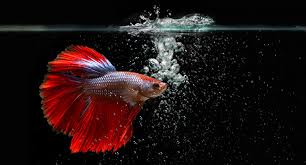 Budidaya ikan cupang tidak memerlukan tempat luas dan modal yang besar. Perbadaan Antara Ikan Cupang Hias Dan Cupang Petarung Dzargon