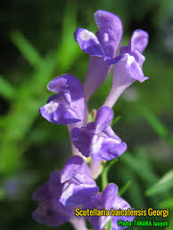 Image result for Swertia brownii