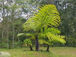 Caryota Obtusa Biodiversity4all
