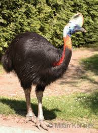 Selain itu kicaunya dianggap tidak monoton sehingga lebih enak untuk didengarkan. Image Casuarius Unappendiculatus Northern Cassowary Biolib Cz