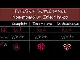 This phenomenon was first studied in flower colour of mirabilis jalapa or four o'clock plant. Incomplete Dominance And Codominance Ii Mirabilis Jalapa Abo Genes Youtube
