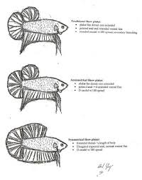 Aab Tailtype Genetics Betta Betta Fish Betta Breeding