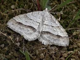 Image result for Mesotype parallelolineata