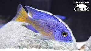 How To Make Your Fish Grow Faster Youtube