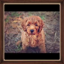 Our list has some of the best labradoodle breeders in illinois. Australian Labradoodle Puppies For Sale Breeders Mudcreek Tyler Texas