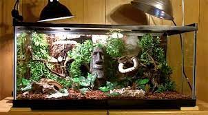 Ball Python Pet Ball Python Snake Terrarium