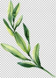 Watercolor Painting Leaf Png Branch Fall Leaves Flower Green Green Leaves Watercolor Leaves Watercolor Flower Background Watercolor Flowers Paintings