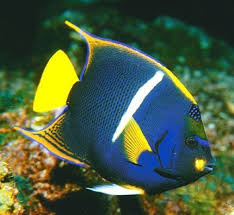 Black And White Striped Angelfish The King Angelfish Is A Beautifully Colored Reef Associated Fish Found In The East Pacific Ocean And The Gulf Of Angel Fish Beautiful Sea Creatures Sea Fish
