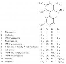 Image result for Nectaropetalum carvalhoi