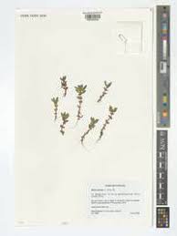 Image result for Bergia capensis