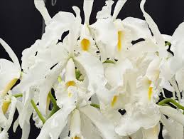 Image result for Polystachya songaniensis